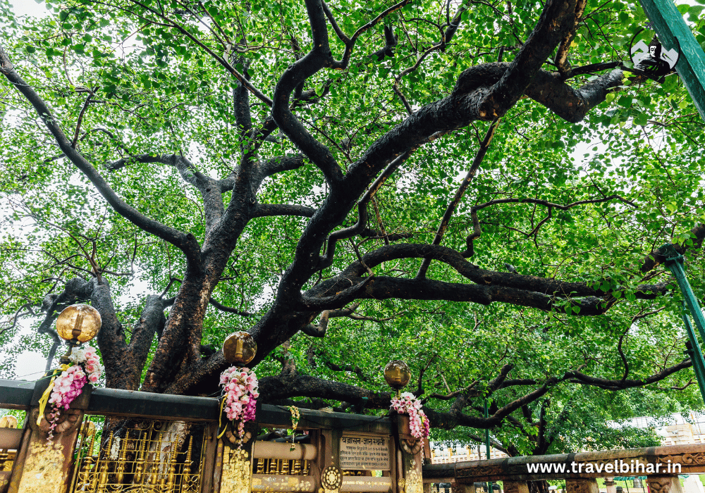 Bodh Gaya: Bodhi Tree