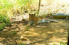 rajgir Nature Safari Rajgir animal